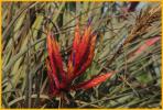 Quill-leaf Air Plant