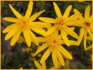 Threadleaf Groundsel