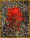 Entire-leaf Indian Paintbrush