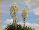 Yucca