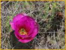 Strawberry Hedgehog Cactus