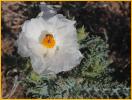 Prickly Poppy