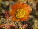 Buckhorn Cholla Cactus