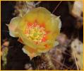 Tuberous Prickly Pear Cactus