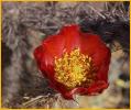 Buckhorn Cholla Cactus