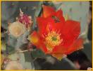 Beavertail Cactus