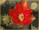 Beavertail Cactus
