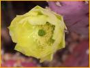 Purple Prickly Pear Cactus