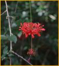 Red Hibiscus