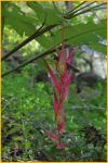 Heliconia Colgantea
