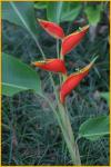 Heliconia Stricta