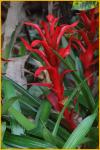 Red Bromeliad