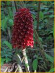 Indonesian Ginger