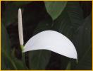 White Anthurium