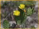 Eastern Prickly Pear