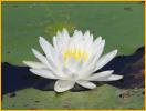 Fragrant Water Lily