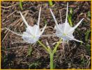 Spider Lily
