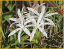 Swamp Lily
