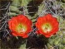 Claret Cup Cactus