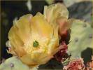 Prickly Pear Cactus