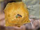 Prickly Pear Cactus with Bee