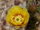 Saguaro Cactus