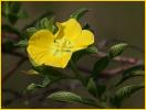Yellow Flower