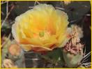 Prickly Pear Cactus