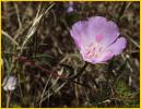 Purple Flower