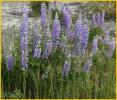 Lupine