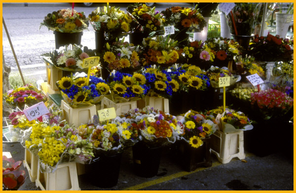 Colored Flowers