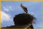 Stork in Nest on Roof