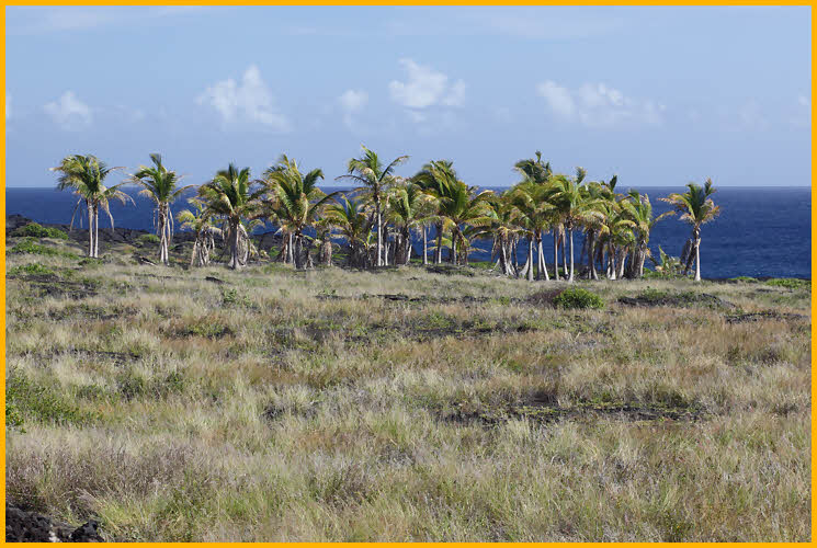 Palms Along the Ocean