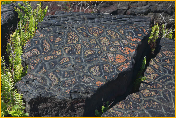 Elephant Skin