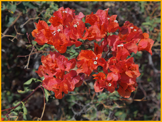 Red Bougainvillea