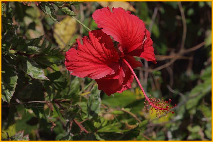 Red Hibiscus