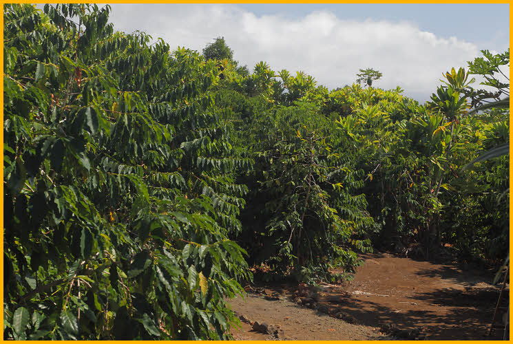 Coffee Plants