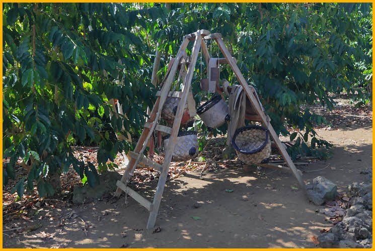 Coffee Picking Baskets and Ladder