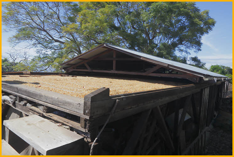Drying Coffee Beans
