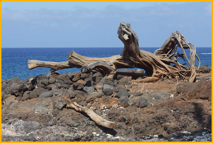 Driftwood