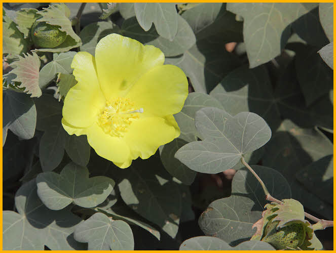 Yellow Hibiscus