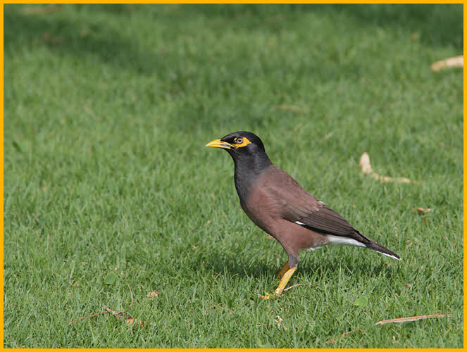 Common Myna