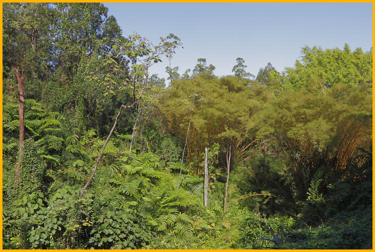 Rain Forest