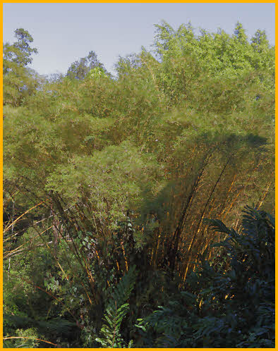 Bamboo