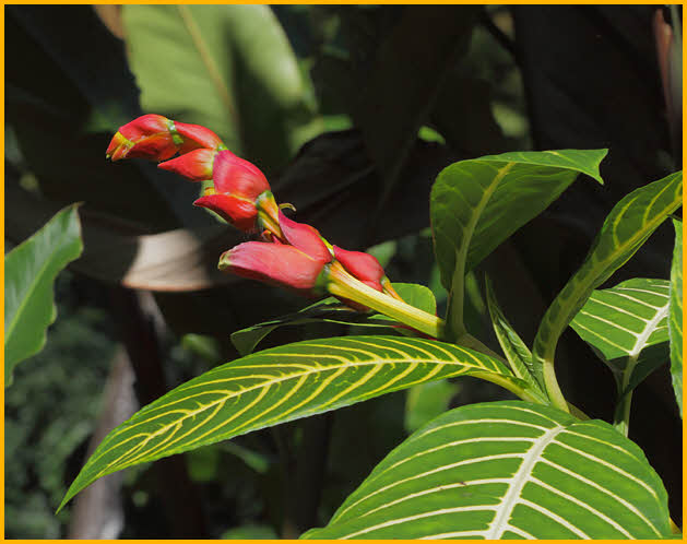 Lobster Claw Heliconia