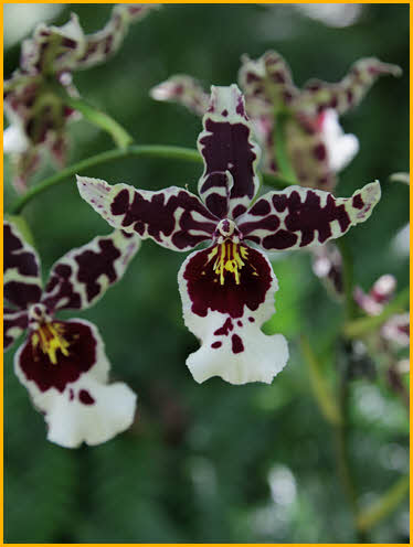 Orchid
