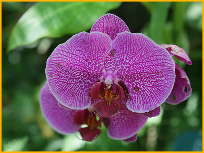 Purple Phalaenopsis Orchid