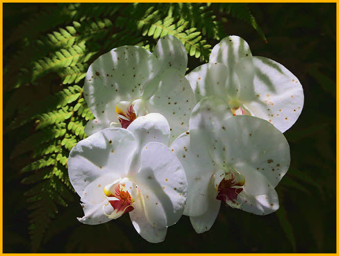 White Phalaenopsis Orchids