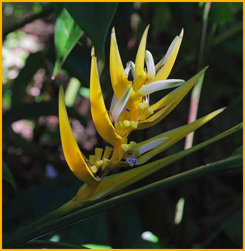 Yellow Heliconia