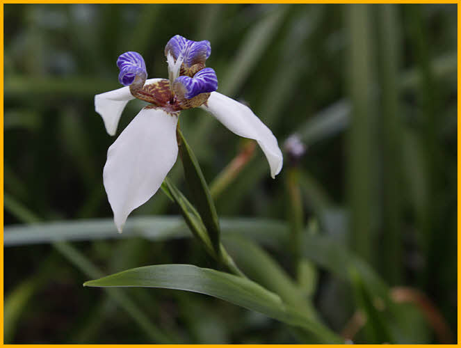 Marcia Iris